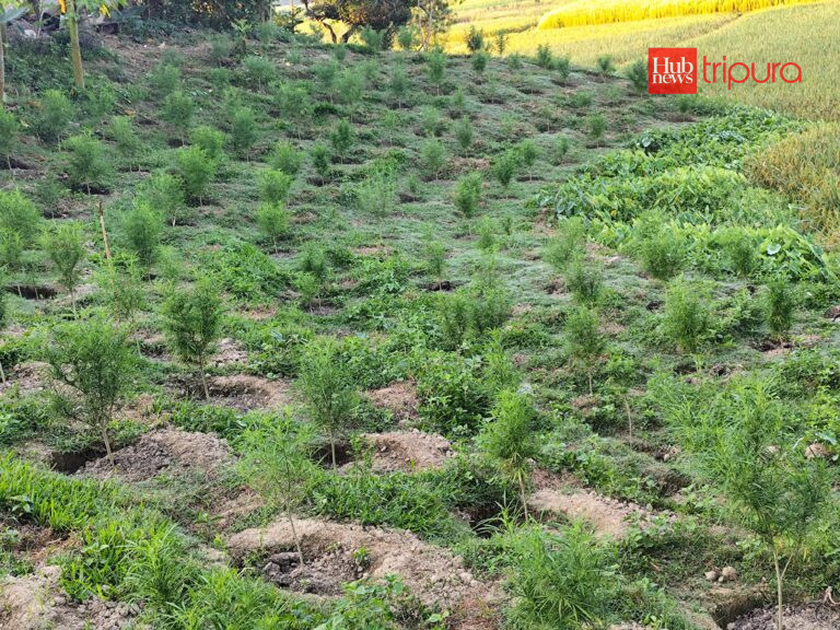 BSF & police destroy 1 lakh marijuana plants in Tripura