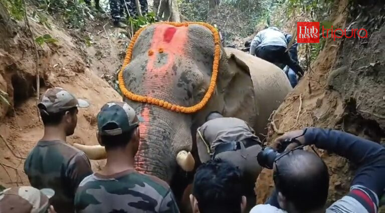 Wild elephant hit by speeding train succumb to injuries in Tripura; second such incident this year 